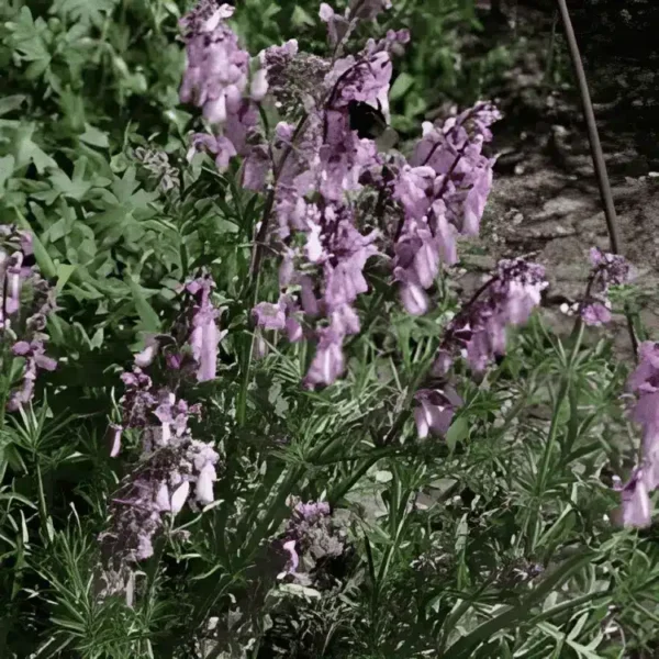 salvia jurisicii rosea (2)