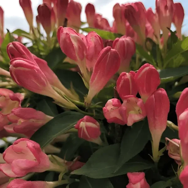 weigela all summer Peach (1)