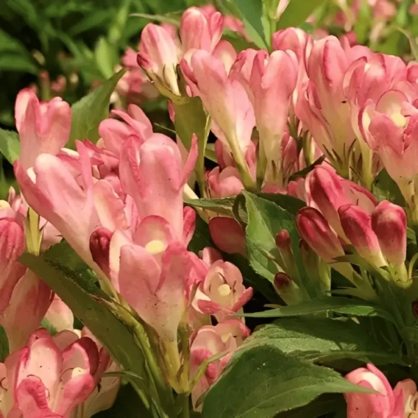 weigela all summer Peach (2)