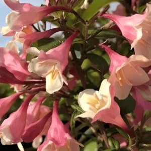 weigela vintage love. (2)