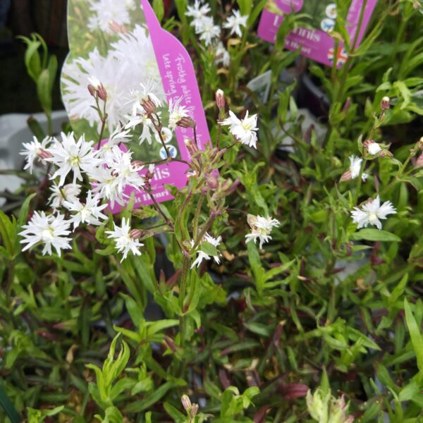 Lychnis flos-cuculi 'Petite Henri' - Image 2