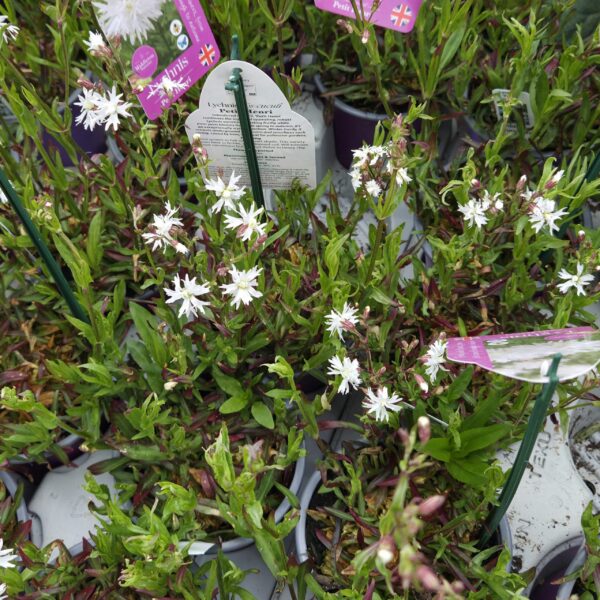 Lychnis flos-cuculi 'Petite Henri' - Image 3