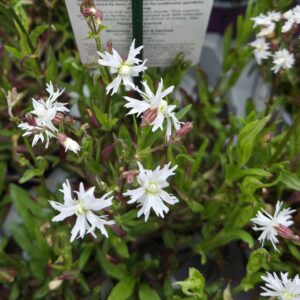 Lychnis flos-cuculi 'Petite Henri'