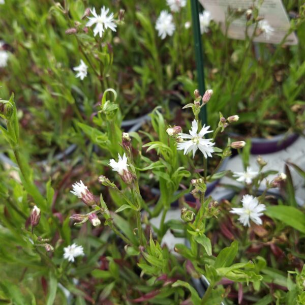 Lychnis flos-cuculi 'Petite Henri' - Image 4