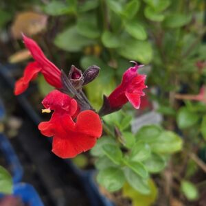 Salvia greggii 'Salvito Scarlet'