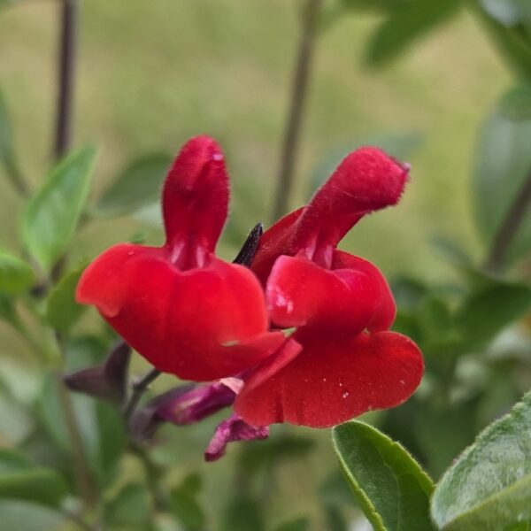 Salvia greggii 'Salvito Scarlet' - Image 3