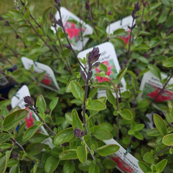 Salvia greggii 'Salvito Scarlet' - Image 4