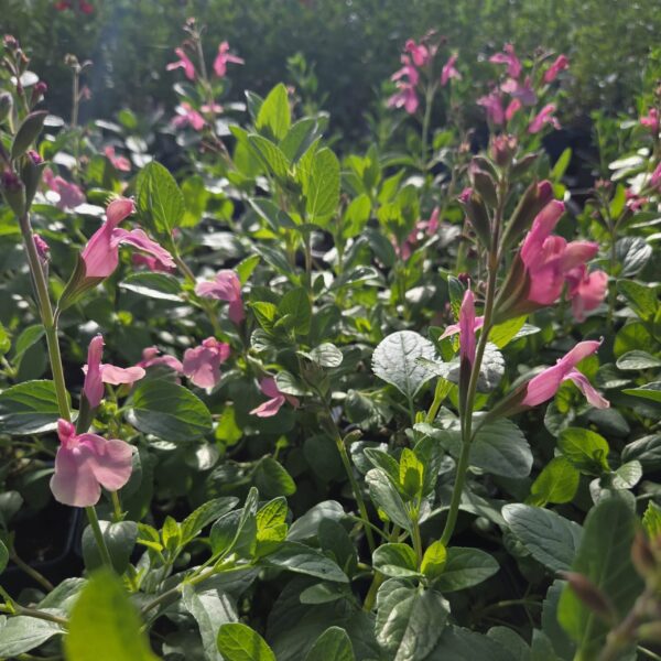 Salvia 'Candy Dream' - Image 6