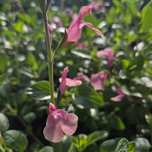Salvia candy dream