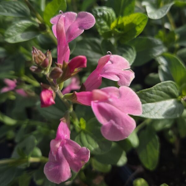 Salvia candy dream