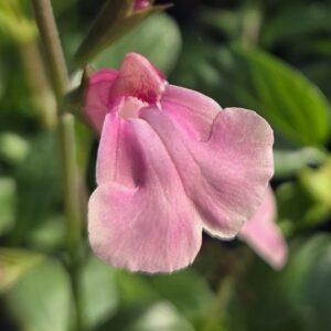 Salvia candy dream