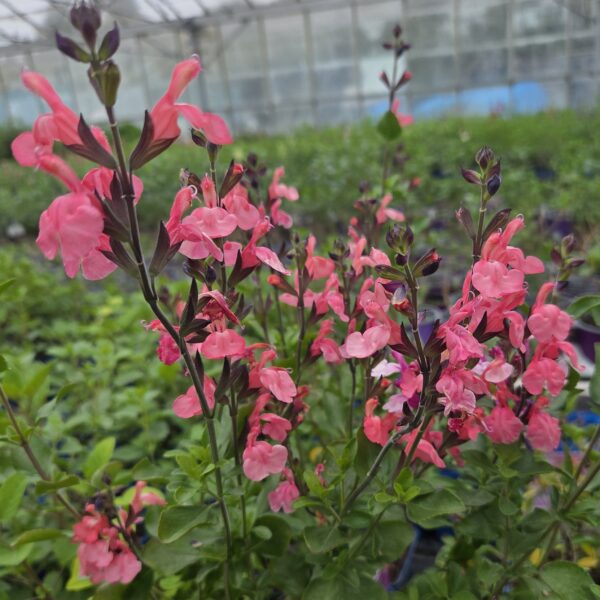 Salvia x jamensis 'Pluenn' - Image 3
