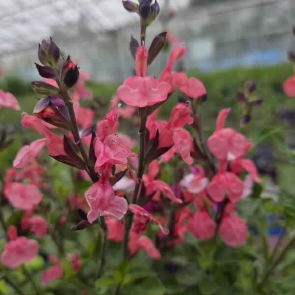 Salvia x jamensis 'Pluenn' - Image 2