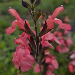 Salvia x jamensis 'Pluenn'