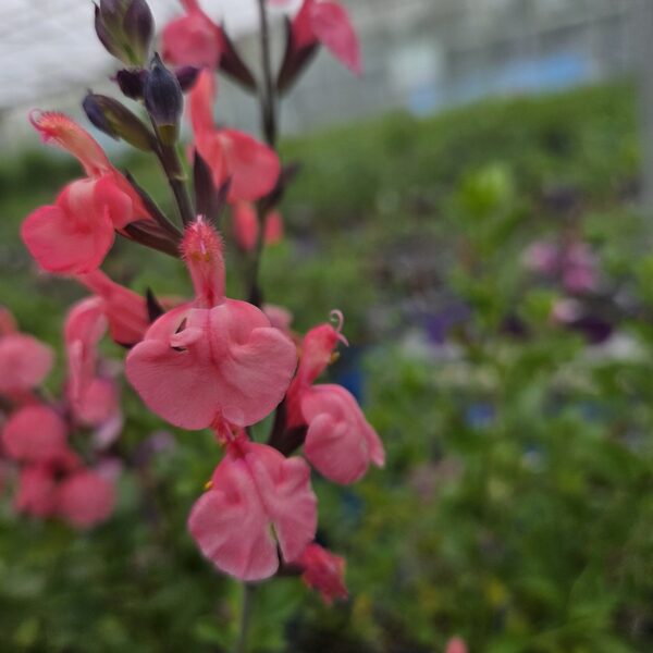 Salvia x jamensis 'Pluenn' - Image 4