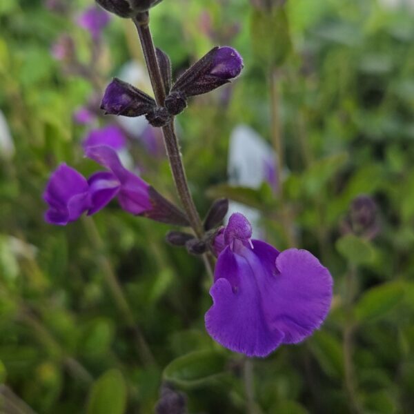 Salvia greggii ‘Salvito Violet’