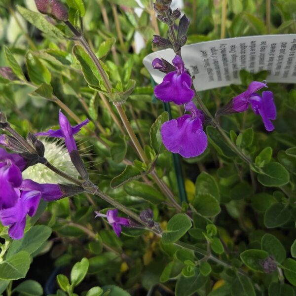 Salvia greggii ‘Salvito Violet’