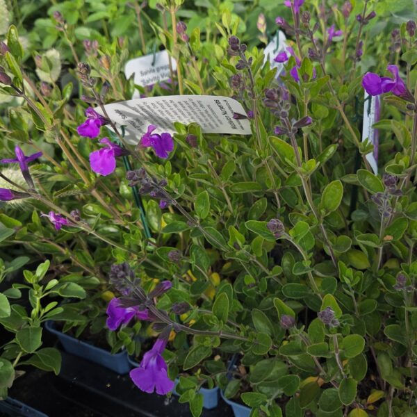 Salvia greggii ‘Salvito Violet’