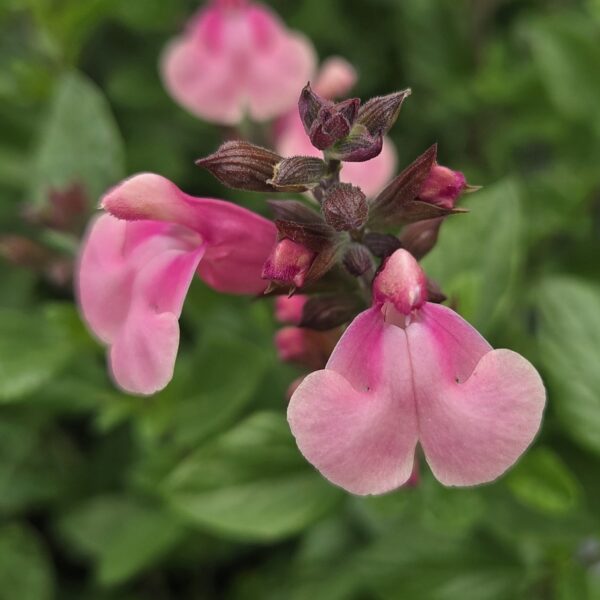 Salvia 'Candy Dream'