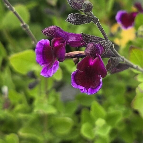 Salvia 'Blackberry Ripple'