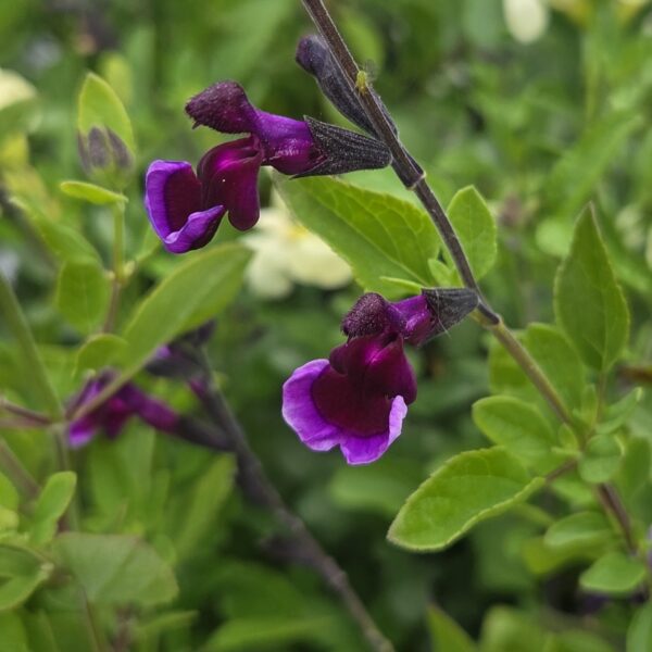 Salvia 'Blackberry Ripple'