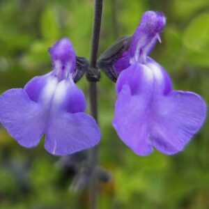 Salvia 'Violin Music'