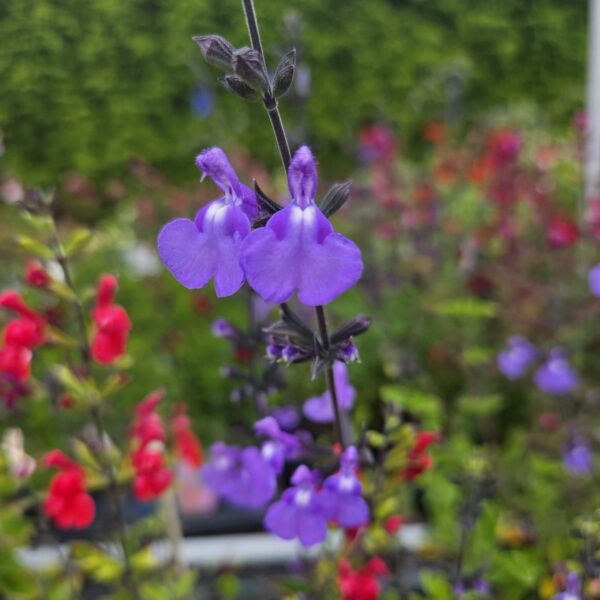 Salvia 'Violin Music' - Image 2