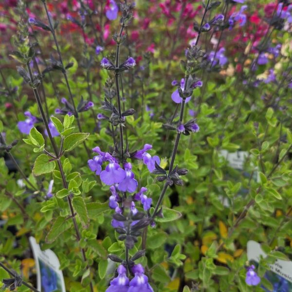 Salvia 'Violin Music' - Image 4