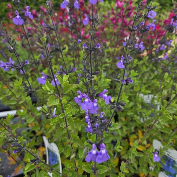Salvia 'Violin Music' - Image 5