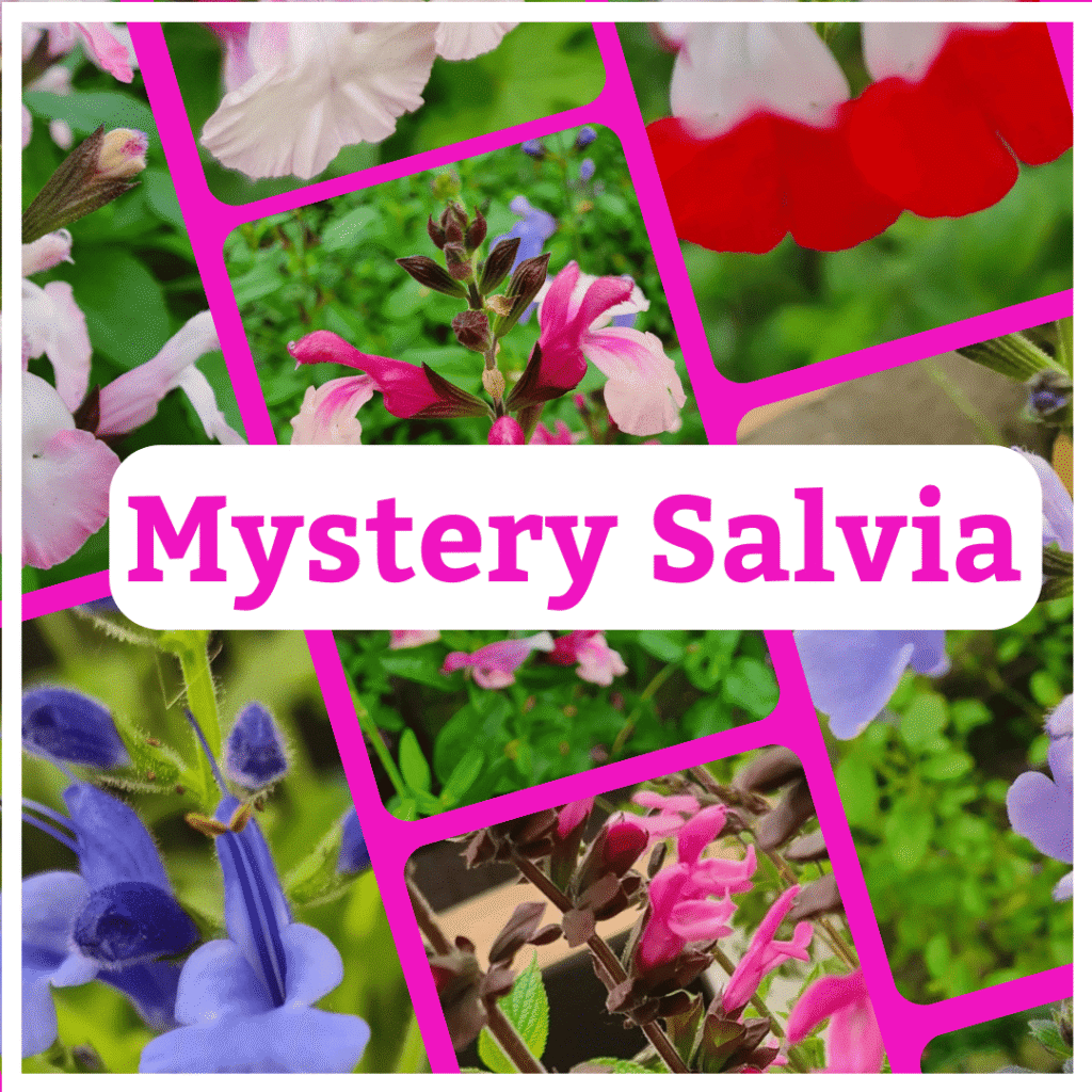 Mystery Salvia