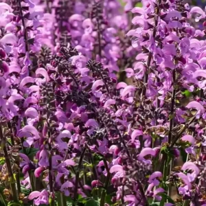 Salvia 'Fashionista Pretty in Pink' (1)