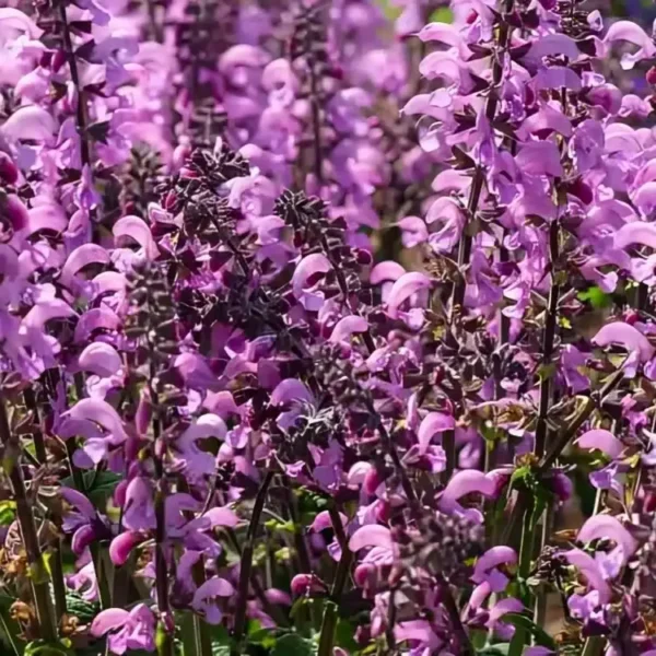 Salvia 'Fashionista Pretty in Pink' (1)