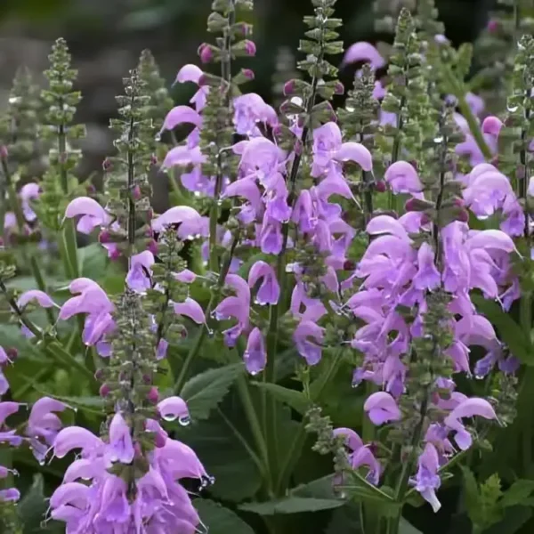 Salvia 'Fashionista Pretty in Pink' (2)