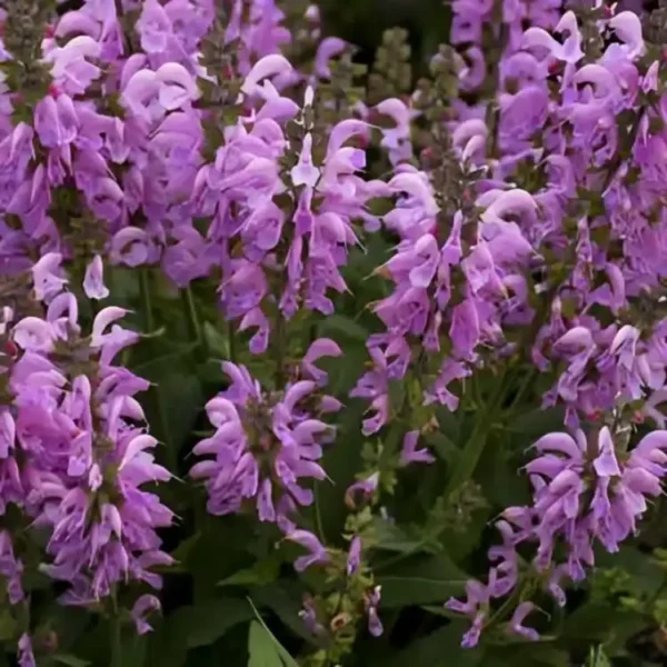 Salvia 'Fashionista Pretty in Pink' (3)