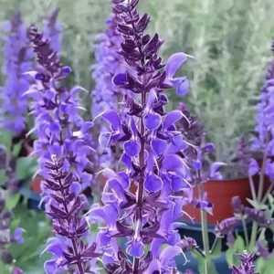 Salvia nemorosa 'Blue By You' (1)