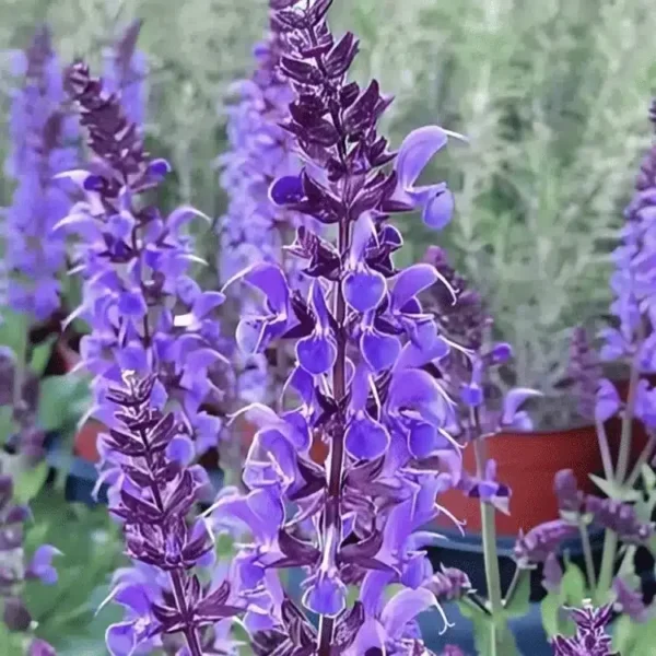 Salvia nemorosa 'Blue By You' (1)