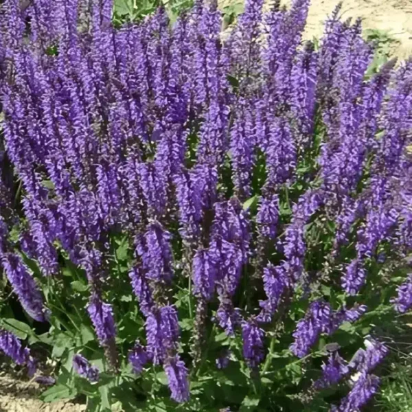 Salvia nemorosa 'Blue By You' (3)