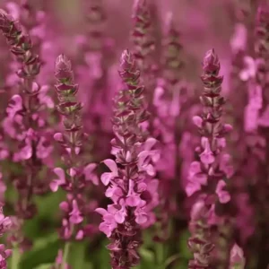 Salvia nemorosa 'Sensation Compact Bright Rose' (1)