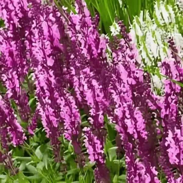 Salvia nemorosa 'Sensation Compact Bright Rose' (2)