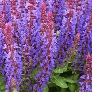 Salvia nemorosa 'Sensation Compact Deep Blue' (1)