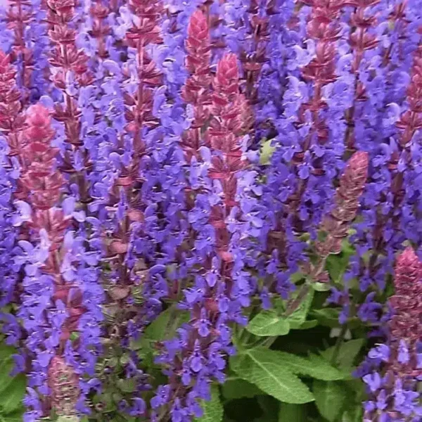 Salvia nemorosa 'Sensation Compact Deep Blue' (1)