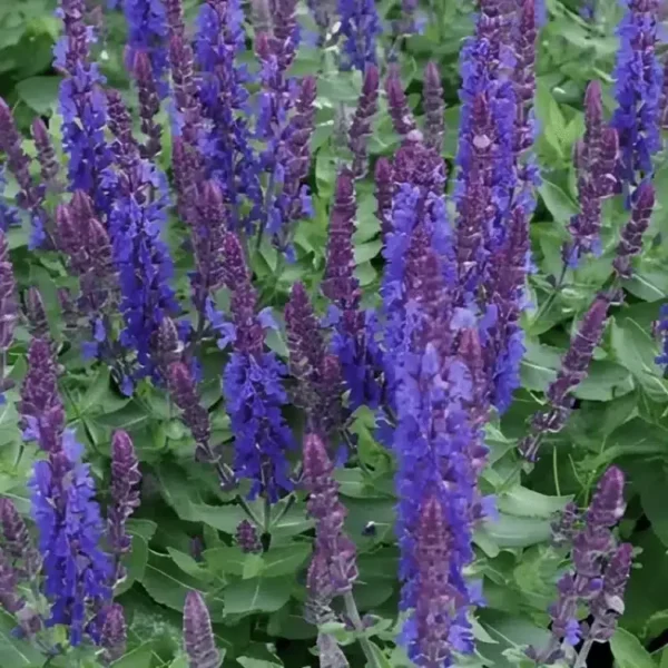 Salvia nemorosa 'Sensation Compact Deep Blue' (2)