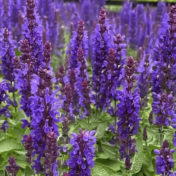 Salvia nemorosa 'Sensation Compact Deep Blue' (3)