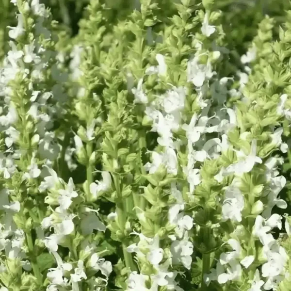 Salvia nemorosa 'Sensation Compact White' (1)