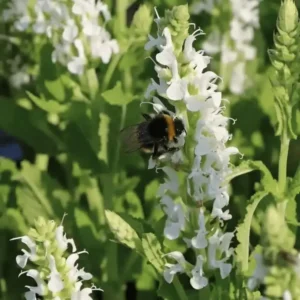 Salvia nemorosa 'Sensation Compact White' (2)