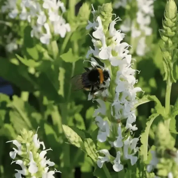Salvia nemorosa 'Sensation Compact White' (2)