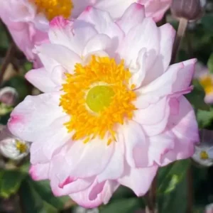 Anemone x hybrida 'Royal Candy' (Japanese Anemone)