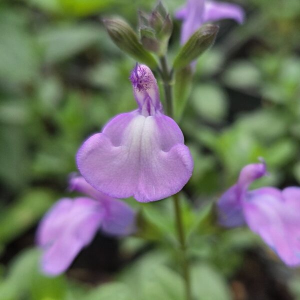 Salvia ‘Regal Lavender’