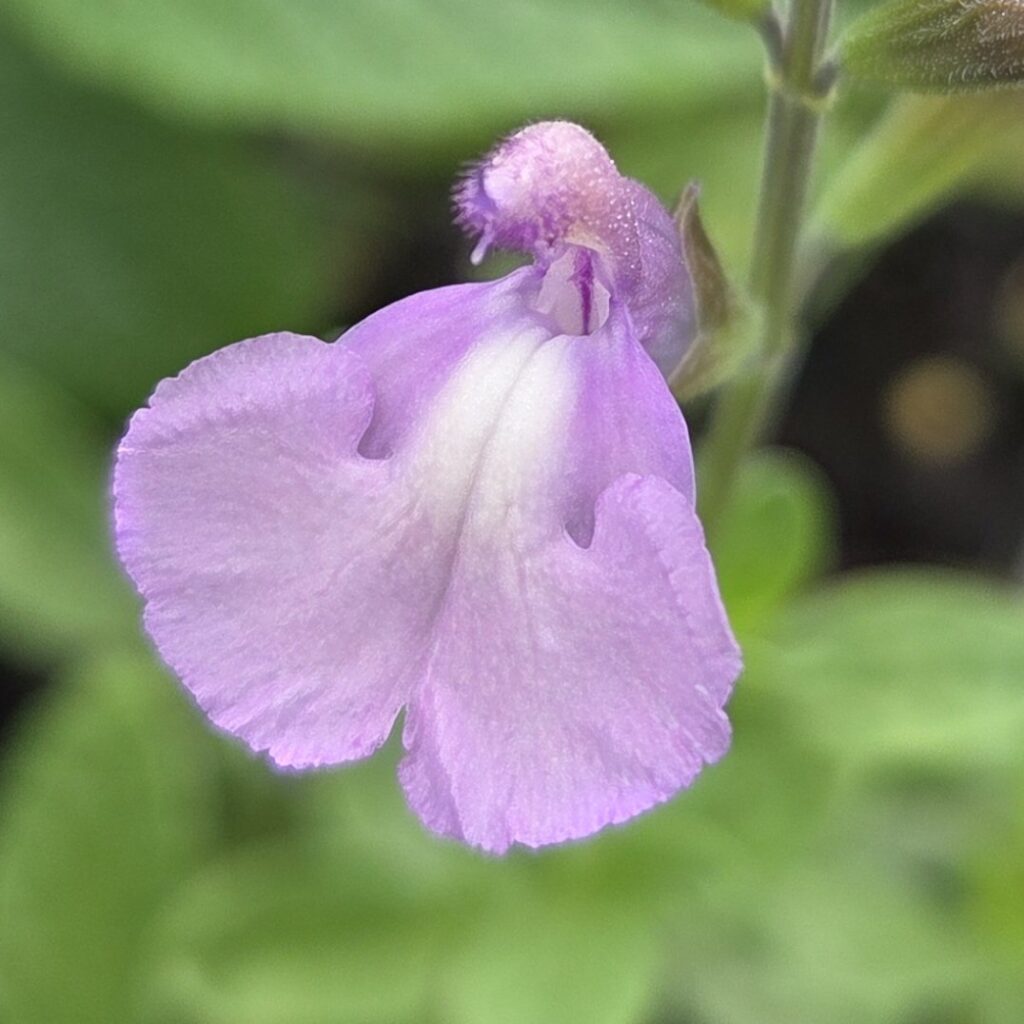 Salvia ‘Regal Lavender’
