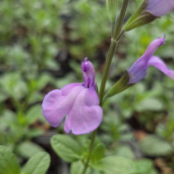 Salvia ‘Regal Lavender’